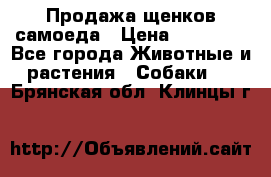 Продажа щенков самоеда › Цена ­ 40 000 - Все города Животные и растения » Собаки   . Брянская обл.,Клинцы г.